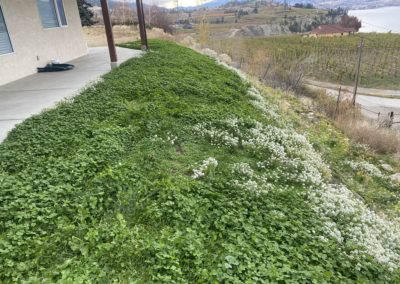 Emerald Irrigation natural lawn with clover