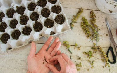 How to Start Seedlings for Your Garden