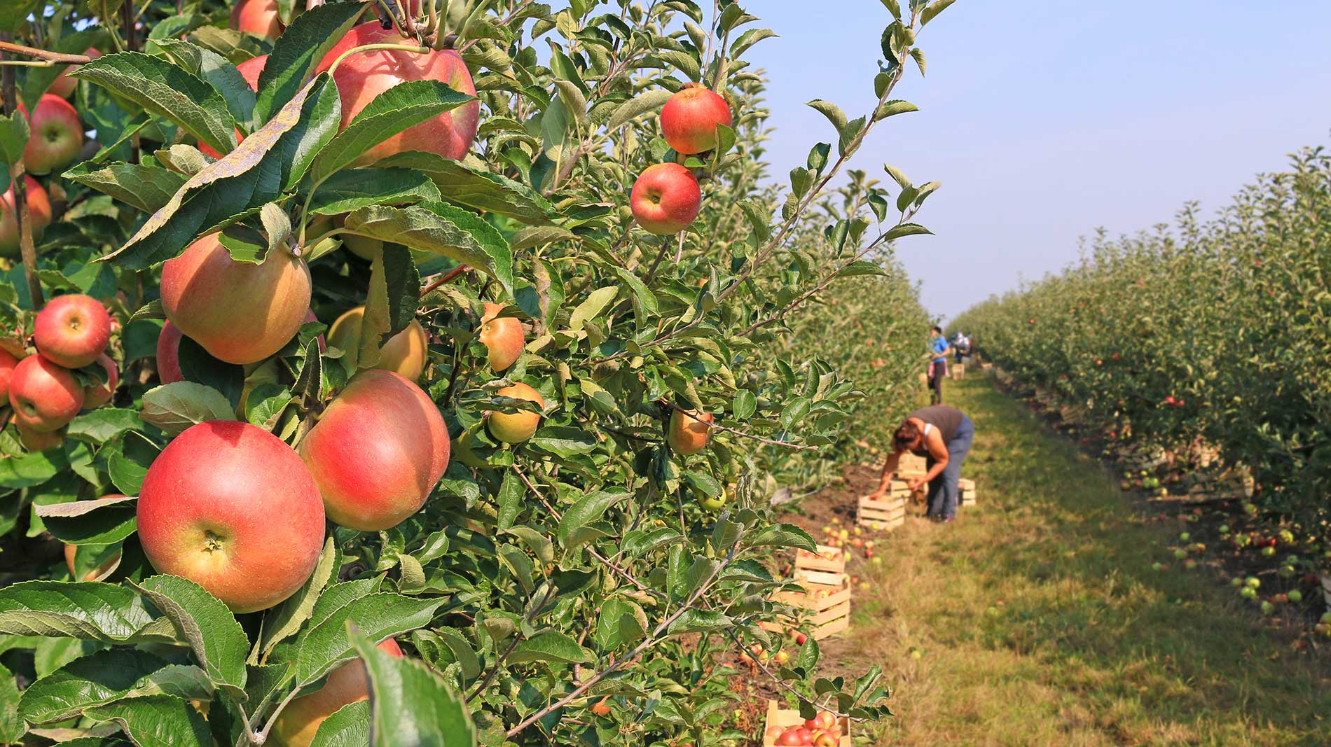 apples in an orchard hand picked by people