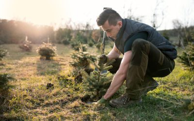 Planting Your Own Christmas Tree