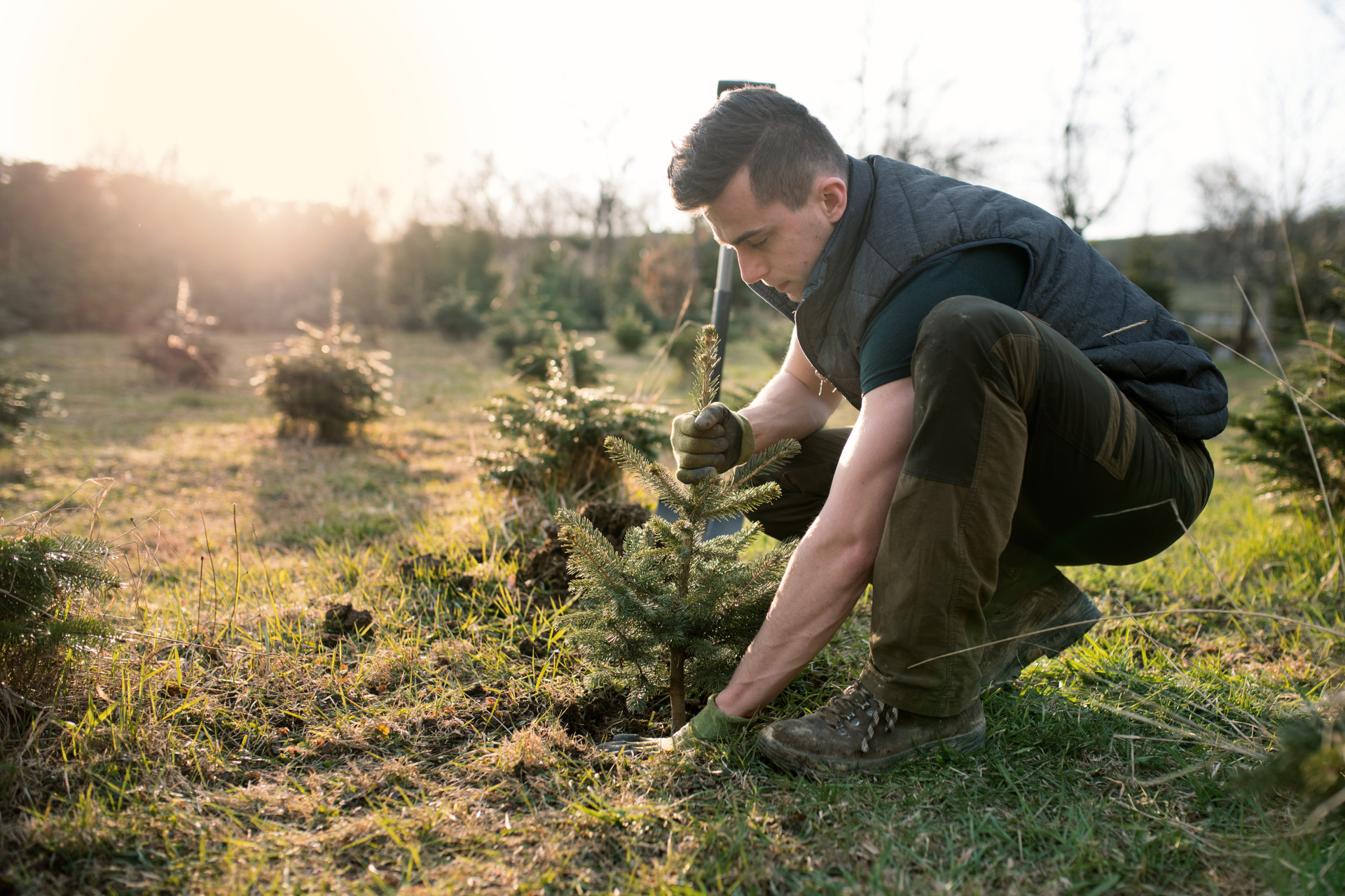 Planting Christmas Tree 