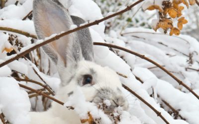 Protecting Shrubs Through Winter