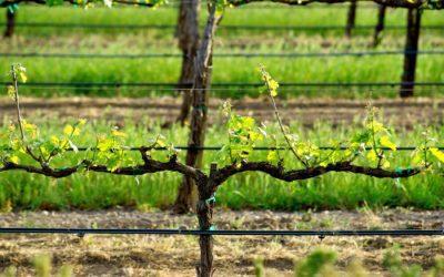 Vineyard Irrigation