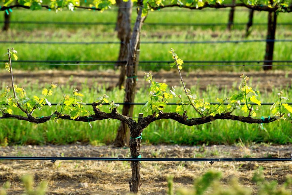 Vineyard Irrigation