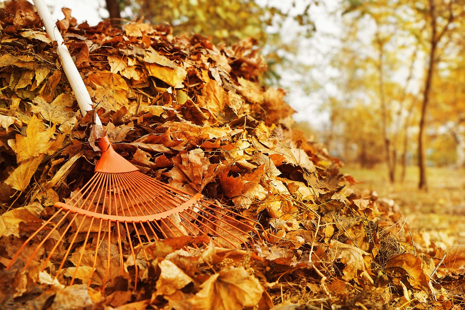 leaves being raked in a yard