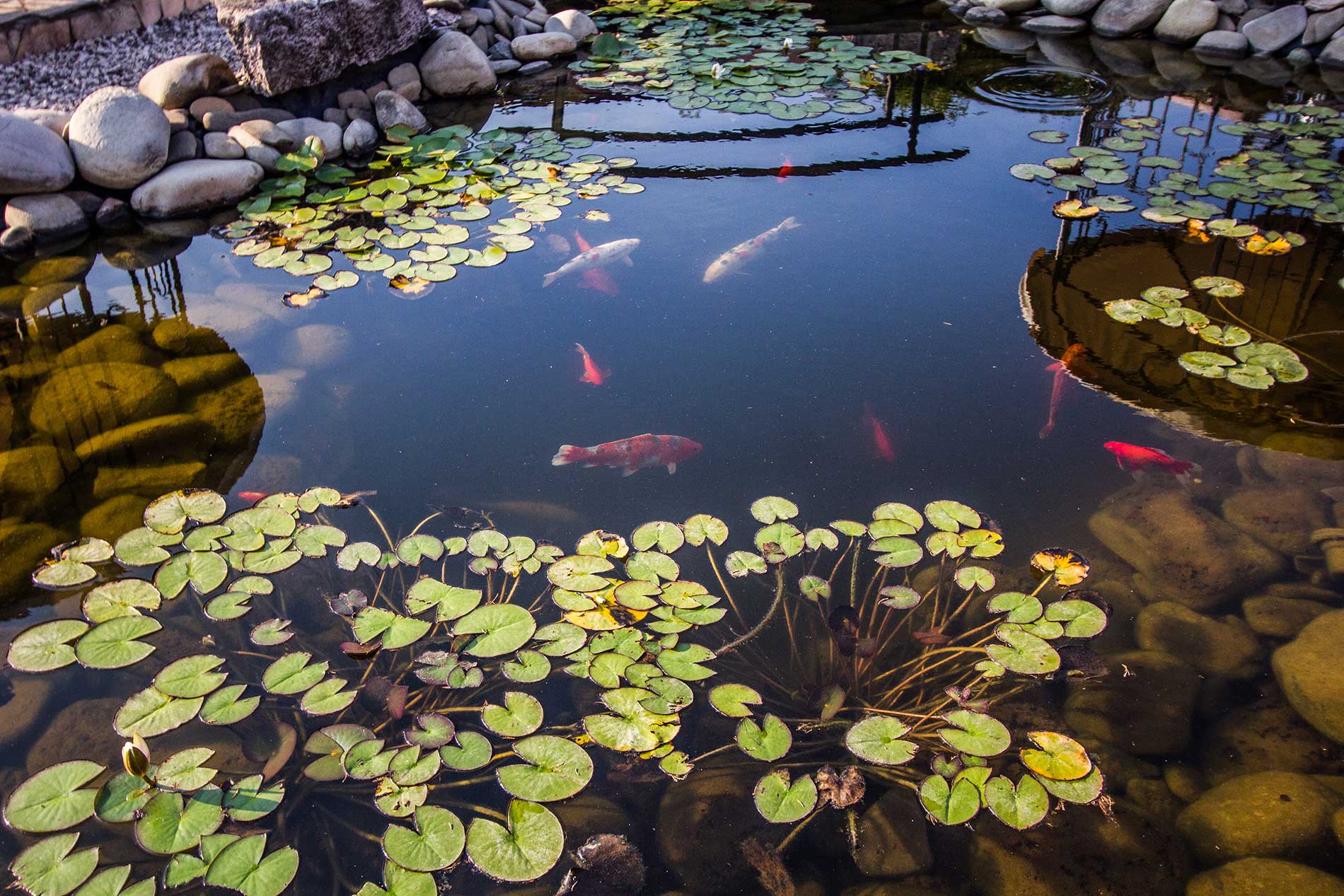 lily pads in a pond