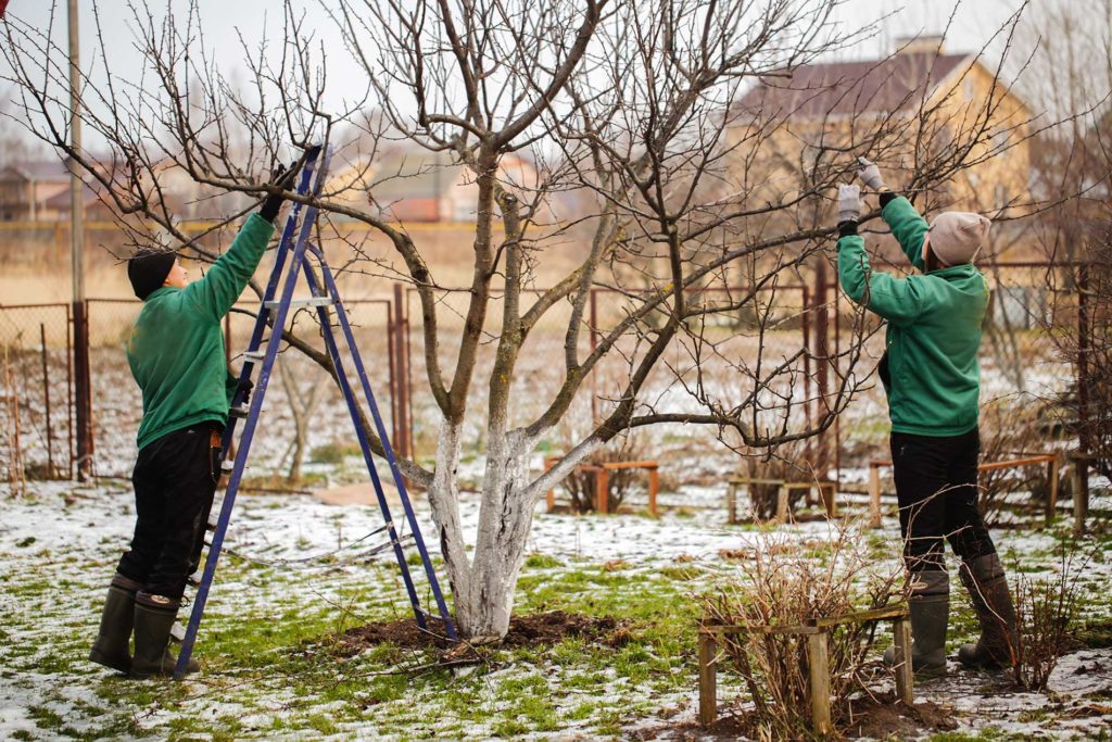 pruning and cutting of tree branches for winter